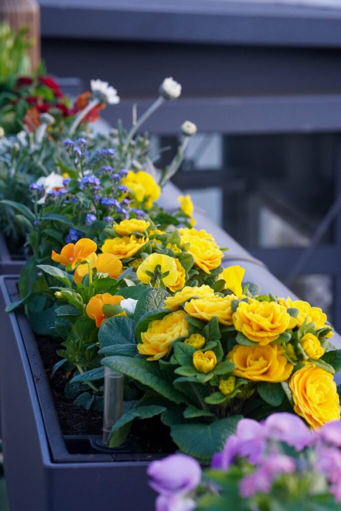 20260317 Blumenecke Suedtstadt 216